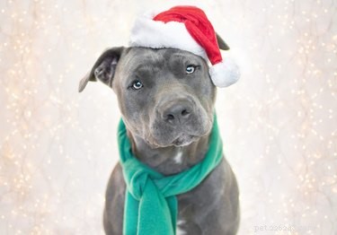 The Definitive Holiday Gift Guide for Passionate Pit Bull Owners