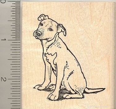 The Definitive Holiday Gift Guide for Passionate Pit Bull Owners
