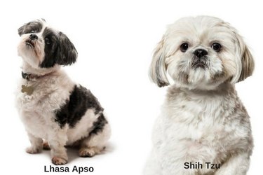 How to Distinguish 18 Popular Dog Breeds – Quick Tips & Visual Guide