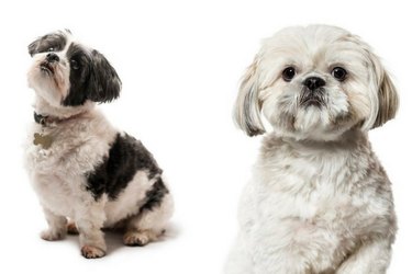 How to Distinguish 18 Popular Dog Breeds – Quick Tips & Visual Guide