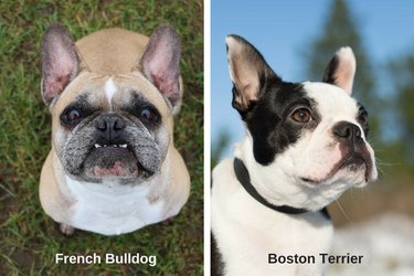 How to Distinguish 18 Popular Dog Breeds – Quick Tips & Visual Guide