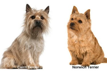 How to Distinguish 18 Popular Dog Breeds – Quick Tips & Visual Guide