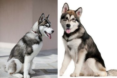 How to Distinguish 18 Popular Dog Breeds – Quick Tips & Visual Guide