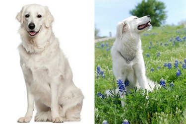 How to Distinguish 18 Popular Dog Breeds – Quick Tips & Visual Guide