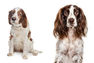 How to Distinguish 18 Popular Dog Breeds – Quick Tips & Visual Guide