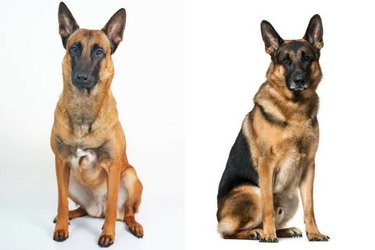 How to Distinguish 18 Popular Dog Breeds – Quick Tips & Visual Guide