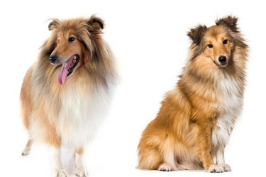 How to Distinguish 18 Popular Dog Breeds – Quick Tips & Visual Guide
