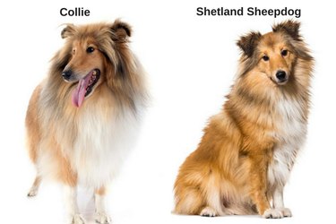 How to Distinguish 18 Popular Dog Breeds – Quick Tips & Visual Guide