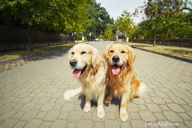 Can Dogs Identify Their Own Breed? Insights into Canine Recognition