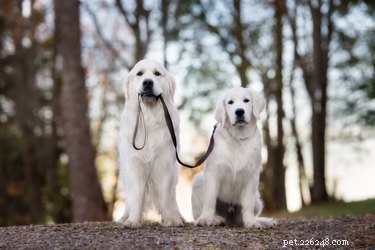 Can Dogs Identify Their Own Breed? Insights into Canine Recognition