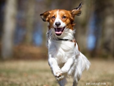 AKC Announces Addition of Two New Breeds: Nederlandse Kooikerhondje & Grand Basset Griffon Vendéen