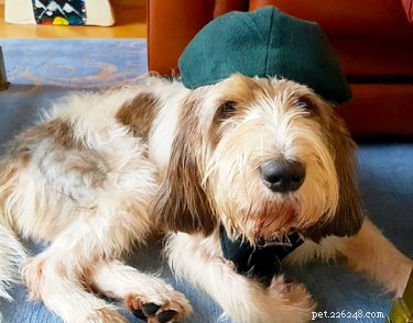 AKC Announces Addition of Two New Breeds: Nederlandse Kooikerhondje & Grand Basset Griffon Vendéen