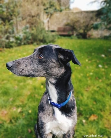 Lurcher Dogs: Key Facts, Traits, and Care Guide