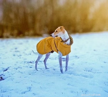 Lurcher Dogs: Key Facts, Traits, and Care Guide