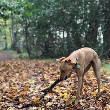 Lurcher Dogs: Key Facts, Traits, and Care Guide