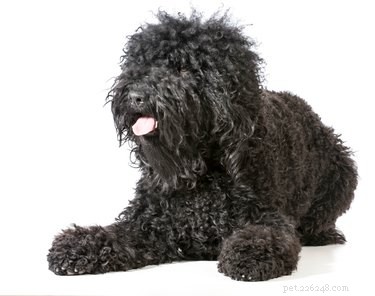 Barbet Dog Breed: Key Traits, History & Care Guide