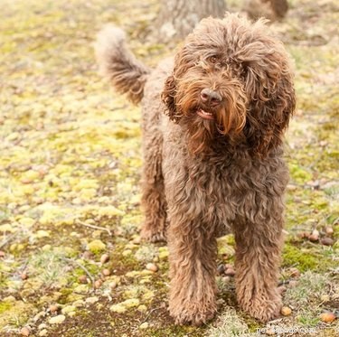 Barbet Dog Breed: Key Traits, History & Care Guide