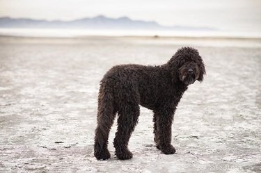 Barbet Dog Breed: Key Traits, History & Care Guide