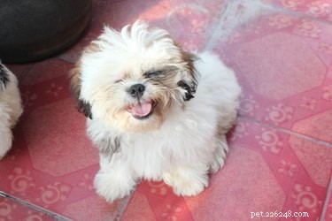 Imperial Shih Tzu: Size, Personality & Care Guide