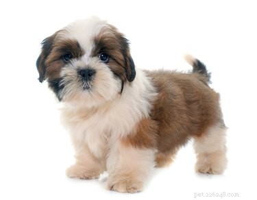 Imperial Shih Tzu: Size, Personality & Care Guide
