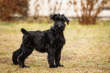 Giant Schnauzer: Size, Temperament, Lifespan & Puppies – Your Comprehensive Breed Guide