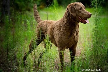 Chesapeake Bay Retriever: Comprehensive Breed Guide & Facts