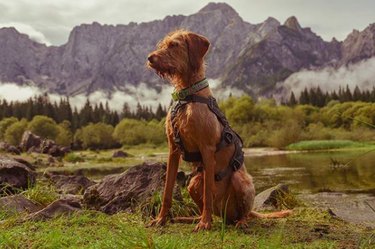 Wirehaired Vizsla: Key Facts & How They Fit Your Lifestyle
