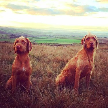 Wirehaired Vizsla: Key Facts & How They Fit Your Lifestyle