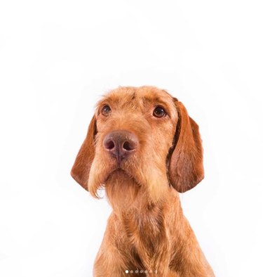 Wirehaired Vizsla: Key Facts & How They Fit Your Lifestyle