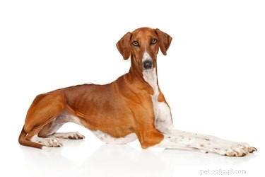 Azawakh Dog Breed: Expert Facts, Temperament, and Care Guide