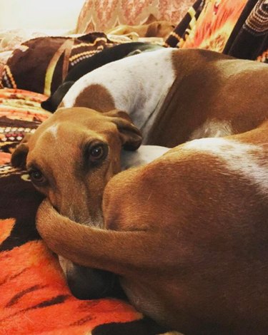 Azawakh Dog Breed: Expert Facts, Temperament, and Care Guide
