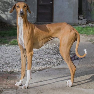 Azawakh Dog Breed: Expert Facts, Temperament, and Care Guide