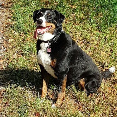 Appenzeller Sennenhund: Key Facts, Traits & Care Guide