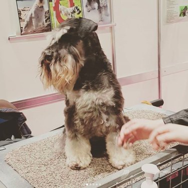 Cesky Terrier: A Comprehensive Guide to Traits, Care, and Lifestyle Fit