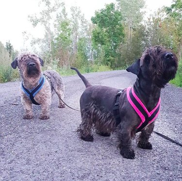 Cesky Terrier: A Comprehensive Guide to Traits, Care, and Lifestyle Fit