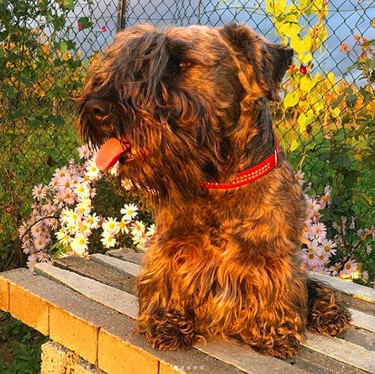 Cesky Terrier: A Comprehensive Guide to Traits, Care, and Lifestyle Fit