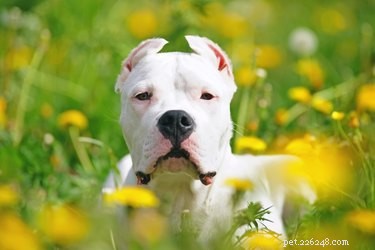 Dogo Argentino: Size, Temperament, and Hunting Prowess