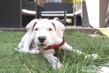 Dogo Argentino: Size, Temperament, and Hunting Prowess