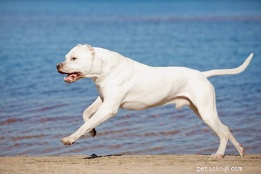 Dogo Argentino: Size, Temperament, and Hunting Prowess