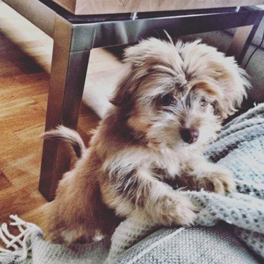 Russian Tsvetnaya Bolonka: Breed Profile, Traits, and Care Guide