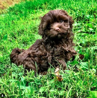 Russian Tsvetnaya Bolonka: Breed Profile, Traits, and Care Guide