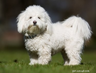 Coton de Tulear: Comprehensive Guide to Traits, Temperament, Grooming, and Health