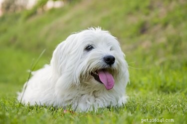 Coton de Tulear: Comprehensive Guide to Traits, Temperament, Grooming, and Health