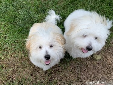 Coton de Tulear: Comprehensive Guide to Traits, Temperament, Grooming, and Health
