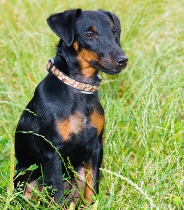 Jagdterrier: German Hunting Dog – Size, Traits, and Care