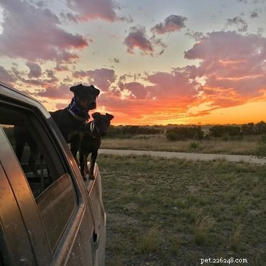 Jagdterrier: German Hunting Dog – Size, Traits, and Care