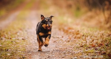 Jagdterrier: German Hunting Dog – Size, Traits, and Care