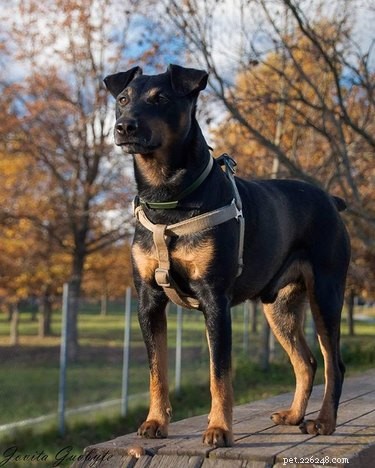 Jagdterrier: German Hunting Dog – Size, Traits, and Care