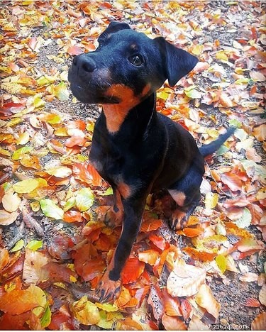 Jagdterrier: German Hunting Dog – Size, Traits, and Care