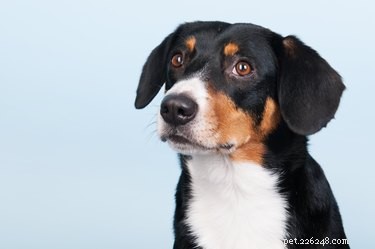 Entlebucher Mountain Dog: Key Facts, Breed Overview & Care Guide